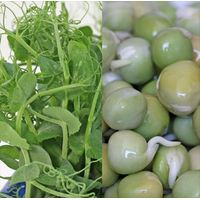 Kitchen Garden Green Peas Sprouting Seeds 100g